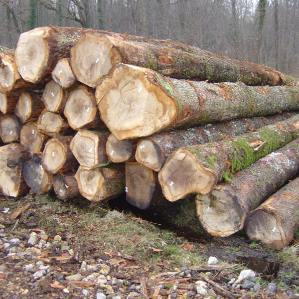 stammholz-eschenstammholz-pefc-qualitaet-600x600-1 Eschenstammholz Per Lkw PEFC-zertifiziertes Holz – Bild 1